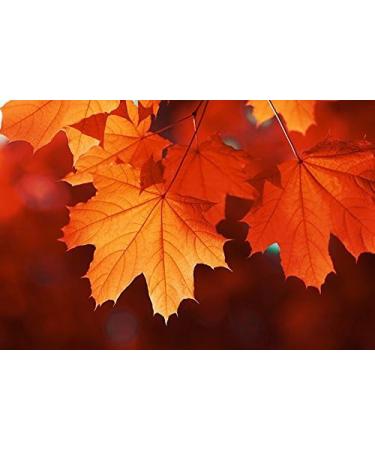 Indigo Herbs Pure Organic Maple Syrup 250ml - Buy Online on GoSupps.com