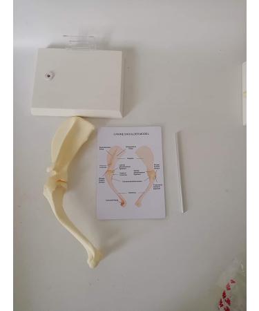 Dog/Dog Shoulder Joint Model Veterinary Office Education Tool Dog Shoulder Animal Dog Scapula Model Used to Demonstrate Learning Model - Buy Online on GoSupps.com