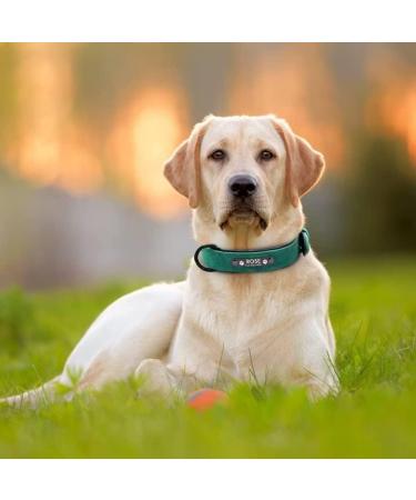 Personalized Didog Soft Padded Leather Dog Collar with Engraved Name Tag - Green 33-40 cm for Small & Medium Dogs - Buy Online on GoSupps.com