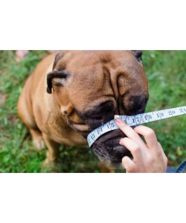 Strong Wire Metal Basket Dog Muzzle for Rottweiler, Mastiff, Golden Retriever | R1 Black/Black Leather - Buy Online on GoSupps.com