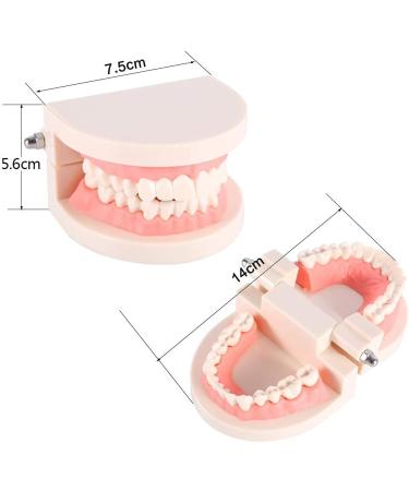 Tooth Brushing Model for Kids - 1Pc PVC Dental Teaching Aid for Effective Tooth Brushing Demonstration - Buy Online on GoSupps.com