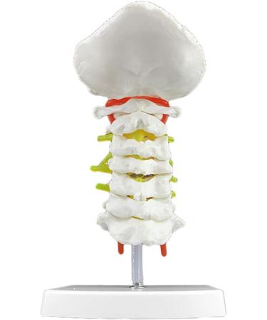 Spinal Nerves Cervical Spine & Occipital & Vertebral Artery Model Spinal Nerve Model Human Cervical Model with Neck Artery Hospital Teaching Model - Buy Online on GoSupps.com
