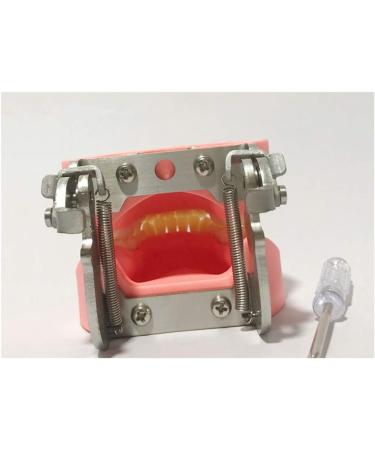 Ernzi Removable Dentures Model - Ideal Typodont for Dental Practice & Study Lessons - Buy Online on GoSupps.com