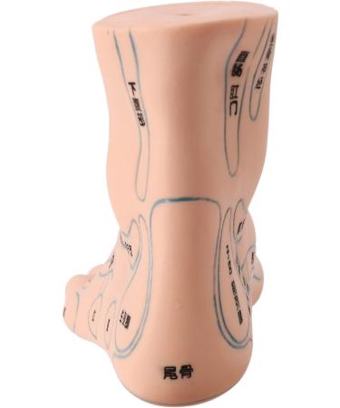 Mengmen 19 cm Foot Reflexology Model - Acupuncture Point Guide for Acupuncture Therapy | International Shipping - Buy Online on GoSupps.com