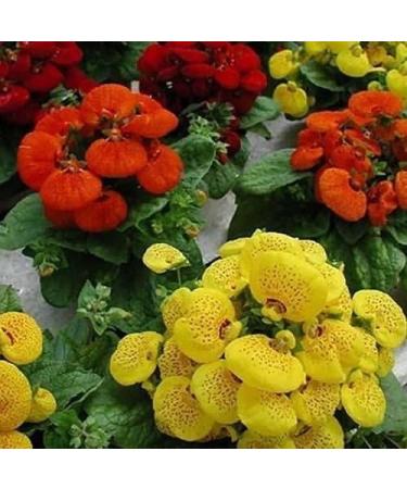 50 Semi Slipper Fiore Fascination Mix Semi Calceolaria Herbeohybrida - Buy Online on GoSupps.com