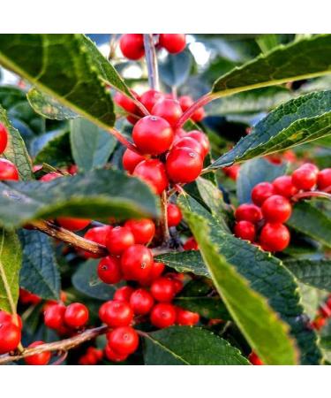 hawthorn berry extract capsules - HAWTHORN BERRIES EXTRACT - berry extract powder wild berry energy hawthorn energy pills hawthorn berry tincture antioxidants supplement for women 1 Bot 60 Caps - Buy Online on GoSupps.com