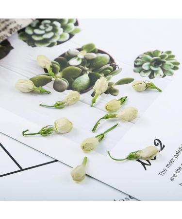 Dried Jasmine Flowers Dried Jasmine Flowers Bulk Dried Jasmine Flowers Edible Dried Jasmine Flowers for Tea Dried Jasmine Tea Dried Jasmine Buds Dried Jasmine Petals Mo Li Hua Gan (8 oz) - Buy Online on GoSupps.com