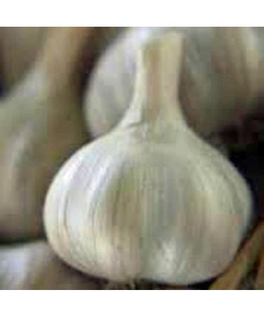 GARLIC BULB (SEVEN), FRESH CALIFORNIA SOFTNECK GARLIC BULB FOR PLANTING AND GROWING YOUR OWN GARLIC OR COOKING YOUR FAVORITE MEAL. PRODUCED BY COUNTRY CREEK LLC. 2 Ounce (Pack of 1)