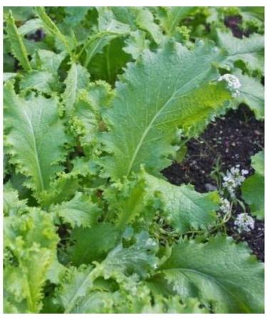 200 + South Giant Curled semi -Organic Mustard Non gm Garden Sprouts - Buy Online on GoSupps.com