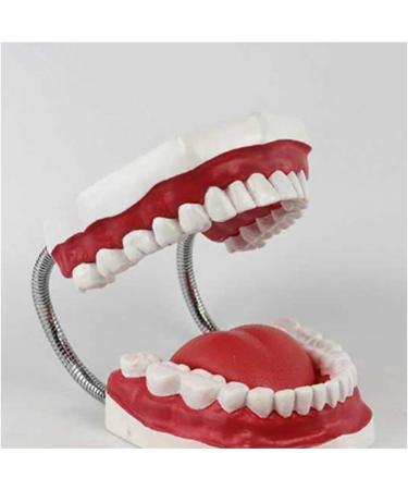 Utah Teeth Study Model - 28 Dental Care Model for Kids & Students | Educational Dentist Lessons with Toothbrush - Buy Online on GoSupps.com