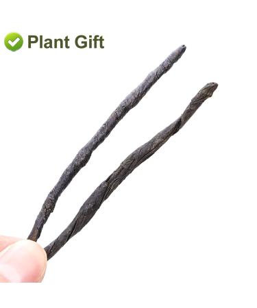 Buy Chinese Needle Ku Ding Tea - 100G Bitter Green Tea | Premium Loose Leaf for Health - Buy Online on GoSupps.com