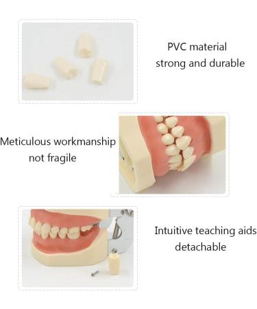 ZCbyBT Toothoral Model - 28 Screws for Fixing Teeth & Removable Gums | Ideal for Practical Operations & Demonstration Lessons - International Shipping Available - Buy Online on GoSupps.com