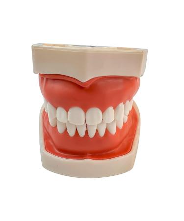 Teeth Soft Gum Phantom Head Study Model - 28 Removable Teeth & Cheek Simulation for Dental Education | International Shipping Available - Buy Online on GoSupps.com