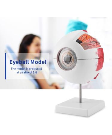 Wallfire 6x Removable Human Eye Model - Ideal for Study & Teaching | International Shipping Available - Buy Online on GoSupps.com