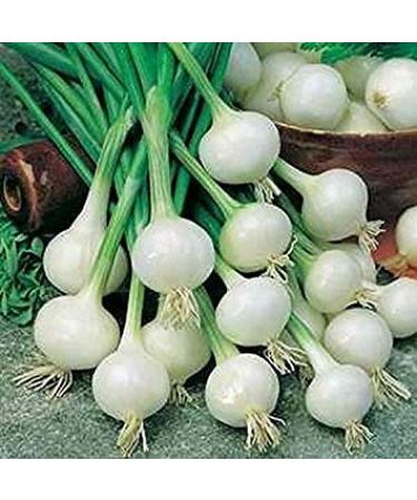 Germinazione I Semi: 100 - Semi: Crystal White Cera Onions.Sweet e cos Delizioso !!!!!!