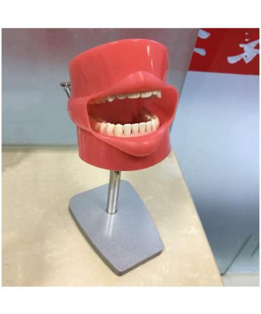 DYTAH Teeth Model Dental Stomatology Prepare Teeth Training Head Healthcare Dentist Mold Oral Hygiene Teaching