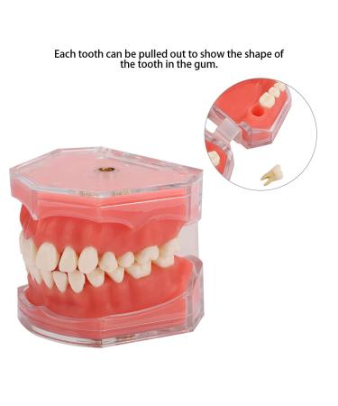 Gingiva Model for Dental Education | Removable Teeth & Soft Oral Teaching Aid for Dental Practice - Shop Internationally - Buy Online on GoSupps.com
