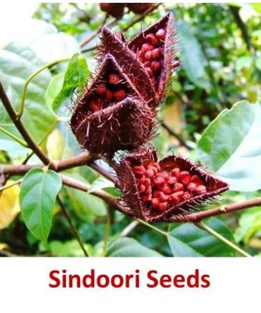 Red Sindoor Powder - Lal Sindhur for Hindu Pooja Ganpati & Diwali Rituals | Premium Quality & Fast International Shipping - Buy Online on GoSupps.com