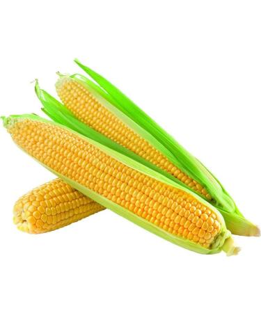 Real Mexican Tortillas with Nixtamal 800g - Buy Online on GoSupps.com