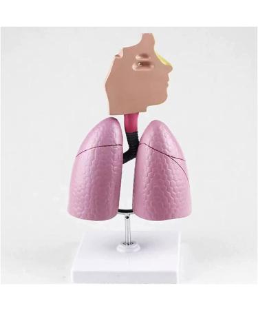 Mouth Nose Throat Pharynx Education Human Body ENT Model Study Model Pathology Nose Throat Model Enlarge The ical Model of Human Organs A+c - Buy Online on GoSupps.com