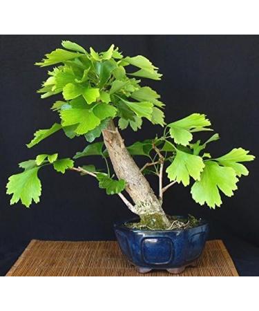 Organic Heirloom 5 PcsBag Ginkgo Biloba Gingko Maidenhair Tree Seeds Nuts Bonsai Grown from Pot Seed for Home Garden 4 - Buy Online on GoSupps.com
