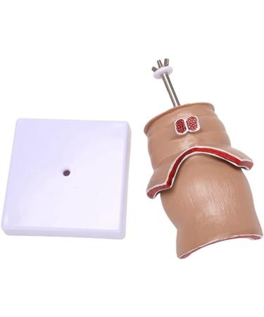 Hemorrhoid Lesion Model Human Rectal Pathological Anatomy Model Internal Model of Hemorrhoids External Model of Hemorrhoids Anal Model Tool Teaching - Buy Online on GoSupps.com