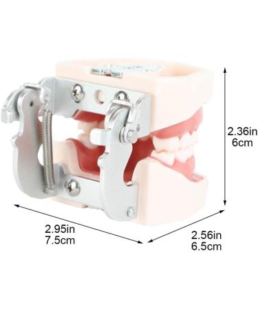 Wudaizhi Dental Model with Removable Teeth - Perfect for Teaching & Practice | International Shipping Available - Buy Online on GoSupps.com