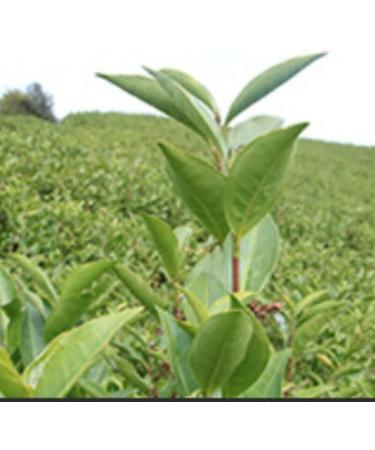 HELLOYOUNG 500g de th blanc chinois bio en vrac aux vieilles tiges Th Pu'er au go t intense et cors Th pu-erh Pu'er Tea - Buy Online on GoSupps.com