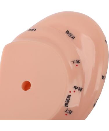Buy Ear Acupuncture Point Model - Clear Display for Classrooms | International Shipping Available - Buy Online on GoSupps.com