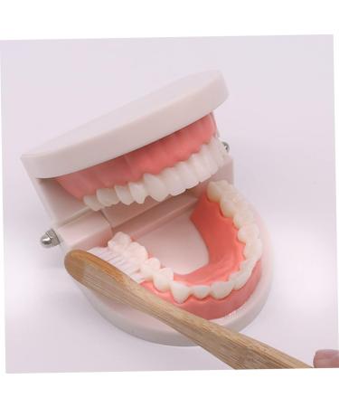 Ipetboom Children's Dental Education Toy | Early Learning Model for Dental Health | Reusable Tooth Model for Kids - Buy Online on GoSupps.com