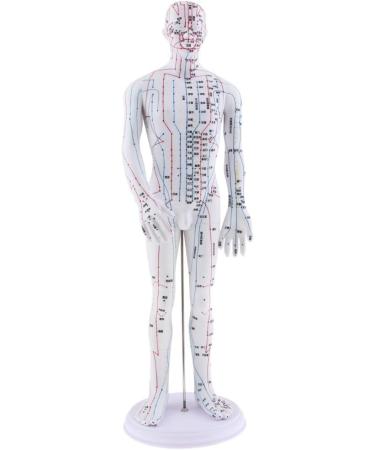 harayaa Human Body Point as described Male - Buy Online on GoSupps.com