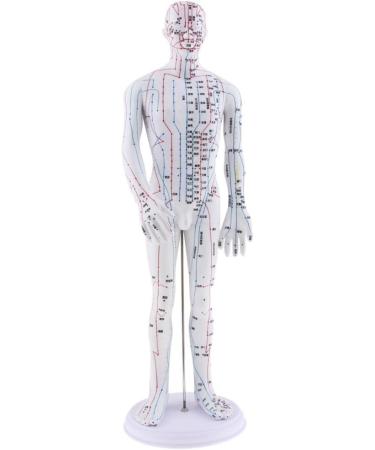 Milageto Human Body Point Model with Rotating Arm as described Male - Buy Online on GoSupps.com