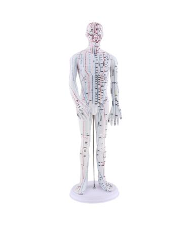 SDENSHI Model Anatomy Professional Medical Acupuncture Male 50cm 20" - Buy Online on GoSupps.com