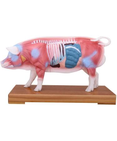 Acupuncture Pig Model Veterinary Acupuncture Animal Anatomy Model Medical Training Aid - Buy Online on GoSupps.com