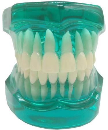Transparent Dental Model for Adult Dentists | Realistic Teeth & Gums for Teaching & Demonstration - International Shipping - Buy Online on GoSupps.com