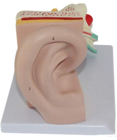 Anatomiemodell of The Human Ear Model Enlarge Detachable Ear Structure Model Interior earlabyrinth Research - Buy Online on GoSupps.com