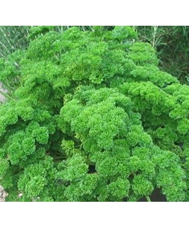 PLAT Firm Seed Germination 300 Seeds Parsley Seeds Triple Curled A Beautiful Garnish High inhoud van vitamins C Free Ship - Buy Online on GoSupps.com