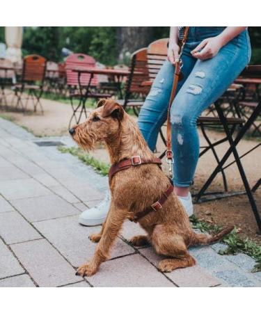 HUNTER Aalborg Leather Dog Harness - XS Cognac | Premium Quality Comfort & Style - International Shipping Available - Buy Online on GoSupps.com
