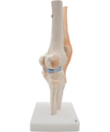 Opaeroo Life Size Anatomical Medical Knee Joint Model with Ligaments - Perfect for Education & Anatomy Studies - Buy Online on GoSupps.com