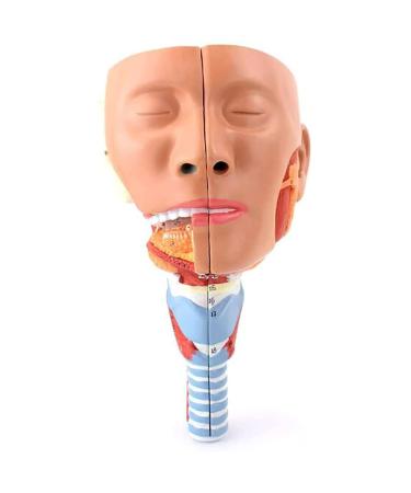 Larynx Anatomical Model Pharyngeal Muscle Pain Model Human Model for Reinforcing The Neck Structure and Function HNO Medicine Split 2 Parts