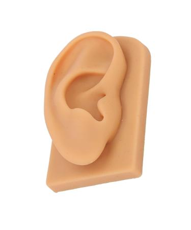 Ear Model Soft Silicone Right Ear Model Clear Structure Science Education Easy To Observe Flexible Waterproof for Display - Buy Online on GoSupps.com