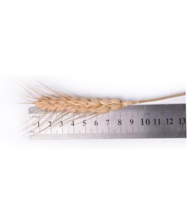 Dried Wheat Stems 100PCS Type 1 Dried Wheat Stalks Dried Wheat Sheaves Fake Dried Wheat Sheaves Stalks Bouquet Bundles Natural Wheat Stalks Bundle Dry Grass Bunch DIY Arrangements Primary - Buy Online on GoSupps.com