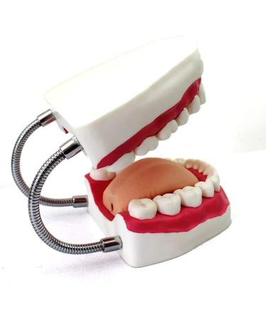 LBYLYH Life-Size Teeth Model | Natural Human Mouth Training Material | Adult Toothbrush Demonstration - Buy Online on GoSupps.com