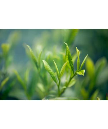  G n rique Yingfeng Mountain Tea - Black Tea Loose Tea Teapot Tea Whole Leaves Chinese Tea Pure Tea - 250g (200g Premium Black Tea) - Buy Online on GoSupps.com