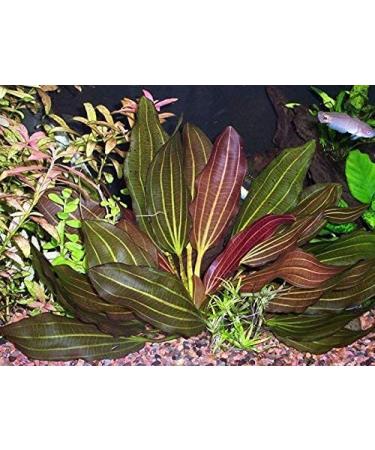 Florida 10 Species Live Aquarium Plants Bundle - Vibrant and Diverse Aquatic Flora Collection - Buy Online on GoSupps.com