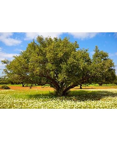 Moroccan Argan Honey 300 g - Buy Online on GoSupps.com