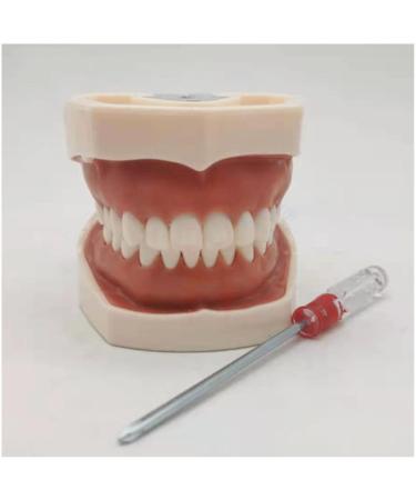 Dytah Typodont Troch Model - Realistic Dental Teaching Model with Removable Teeth for Adult Demonstration - International Shipping Available - Buy Online on GoSupps.com