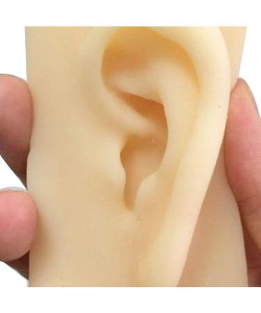 ERNZI Life Size Human Ear Model Set - 1:1 Acupuncture Educational Tool (Left & Right 9x5x7 cm) - Ideal for Students & Practitioners - Buy Online on GoSupps.com