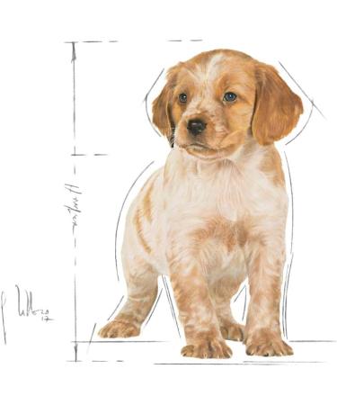 Royal Canin Medium Junior M Long 1 kg (Pack of 1) - Buy Online on GoSupps.com