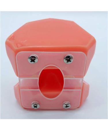 Buy DYTAH Teeth Model for Adults - Standard Typodont for Teaching & Study - Ideal for Dental Demonstrations | International Shipping Available - Buy Online on GoSupps.com